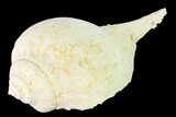 Pliocene Gastropod (Pyruella) Fossil - Florida #146123-1